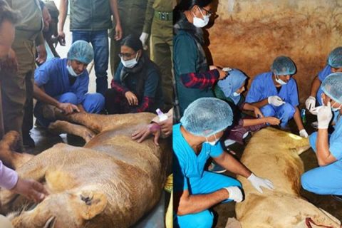 কক্সবাজা রবঙ্গবন্ধু সাফারি পার্কের দুই সিংহ শাবক জীবন-মৃত্যুর সন্ধিক্ষণে