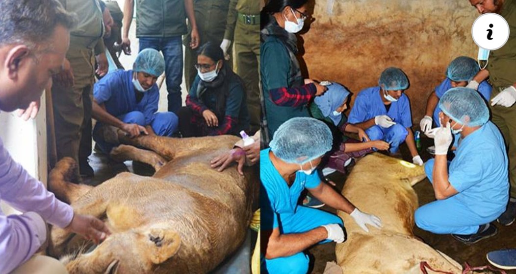 কক্সবাজা রবঙ্গবন্ধু সাফারি পার্কের দুই সিংহ শাবক জীবন-মৃত্যুর সন্ধিক্ষণে