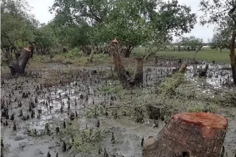 মহেশখালীতে প্যারাবন উজাড় করে অর্ধশতাধিক চিংড়িঘের, লবণ মাঠ : বাড়ছে জলোচ্ছ্বাসের তীব্রতা