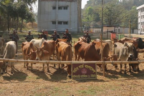 নাইক্ষ্যংছড়িতে ৭ দিনের অভিযানে ৯৮ লাখ টাকার ৮৯টি বার্মিজ গরু আটক
