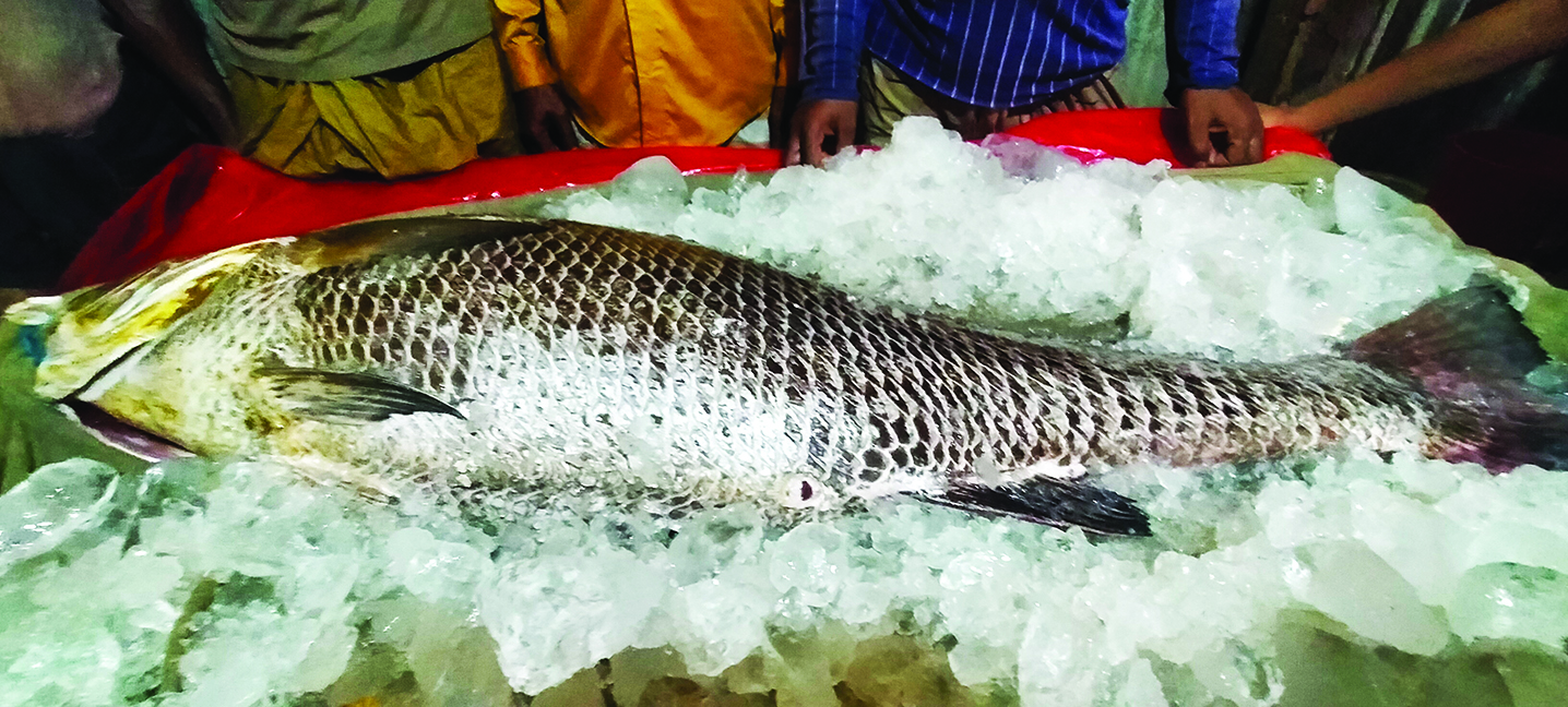 মহেশখালীর বাজারে ৩৫ কেজির পোয়া মাছটির দাম সাত লাখ টাকা