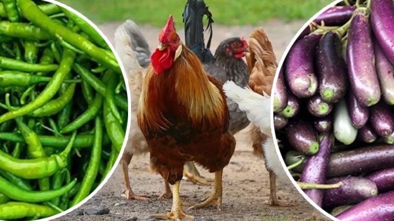দামে মুরগিকেও হার মানালো মরিচ-বেগুন