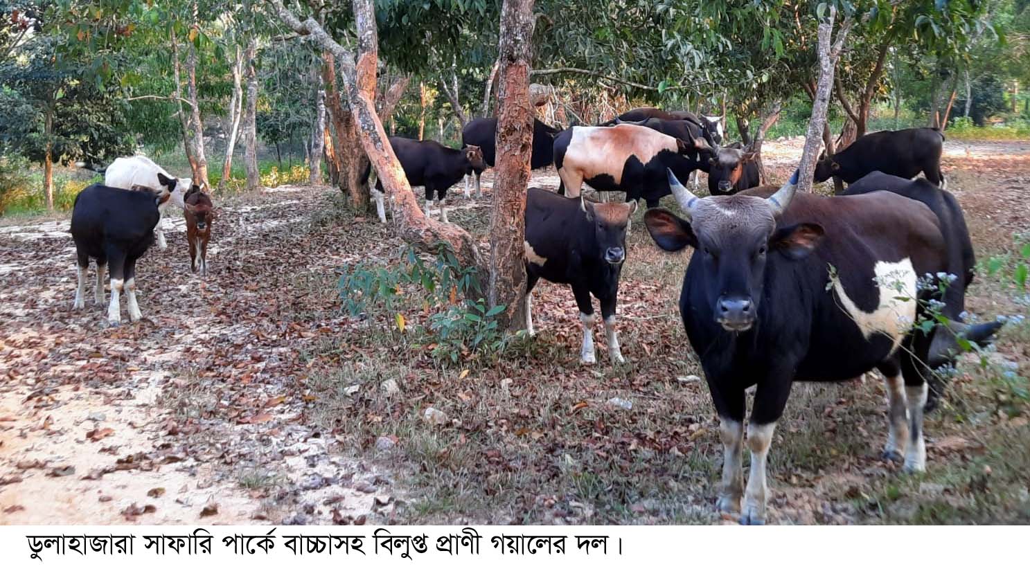 কক্সবাজারের ডুলাহাজারা সাফারি পার্কে বাড়ছে বিলুপ্ত প্রজাতীর “গয়াল”
