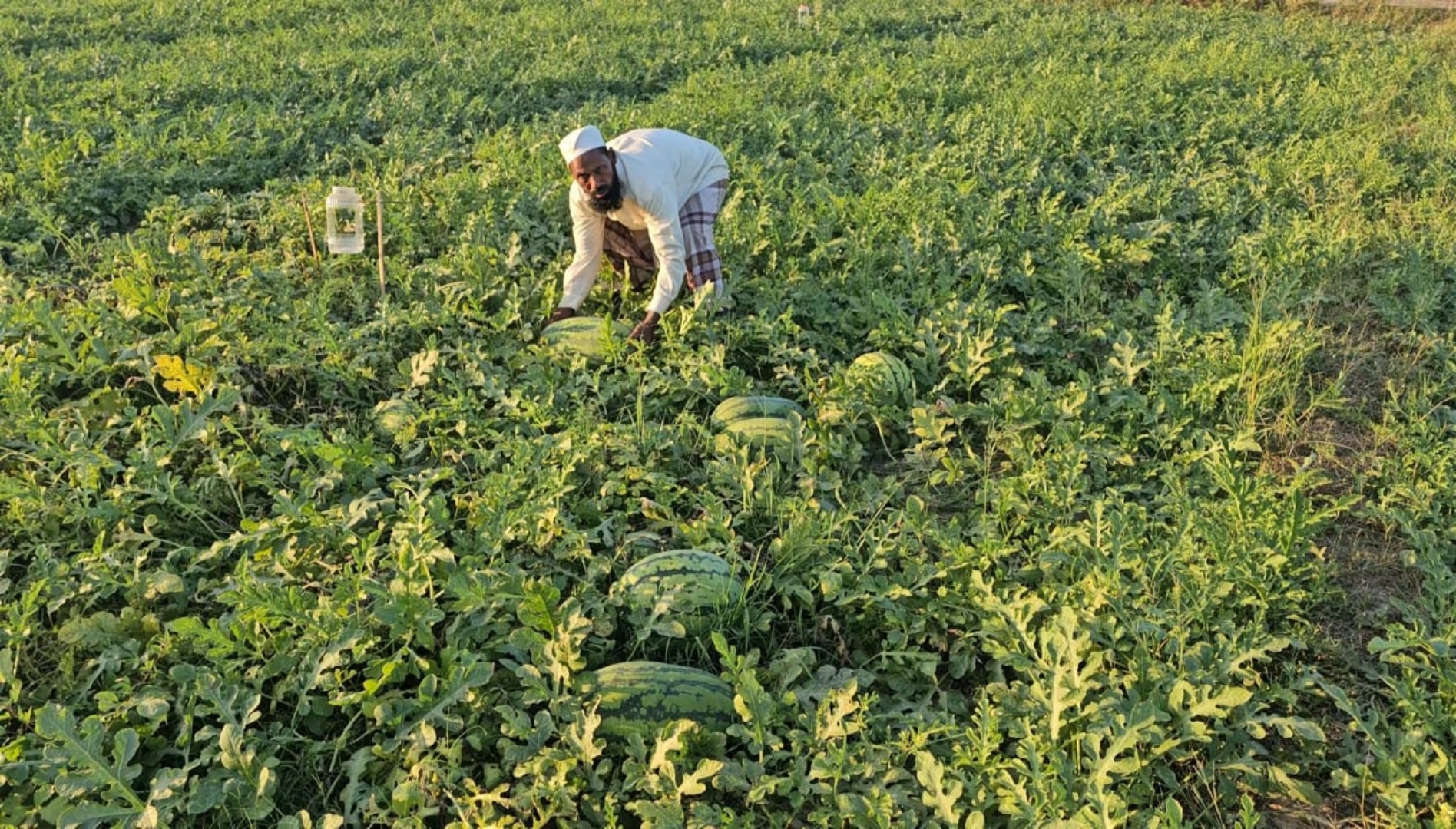 টেকনাফে আগাম তরমুজ চাষ
