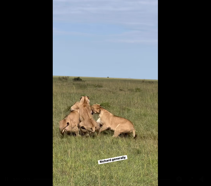 অফ্রিকান ওয়াইলড-২০২৬