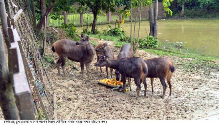 চকরিয়া সাফারি পার্ক যেন হরিণের অভয়ারণ্য